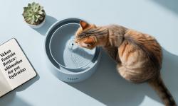 Featured image of post Veken Pet Water Fountain Review: Will Your Cat Finally Drink More Water?
