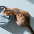 Veken Pet Water Fountain Review: Will Your Cat Finally Drink More Water?